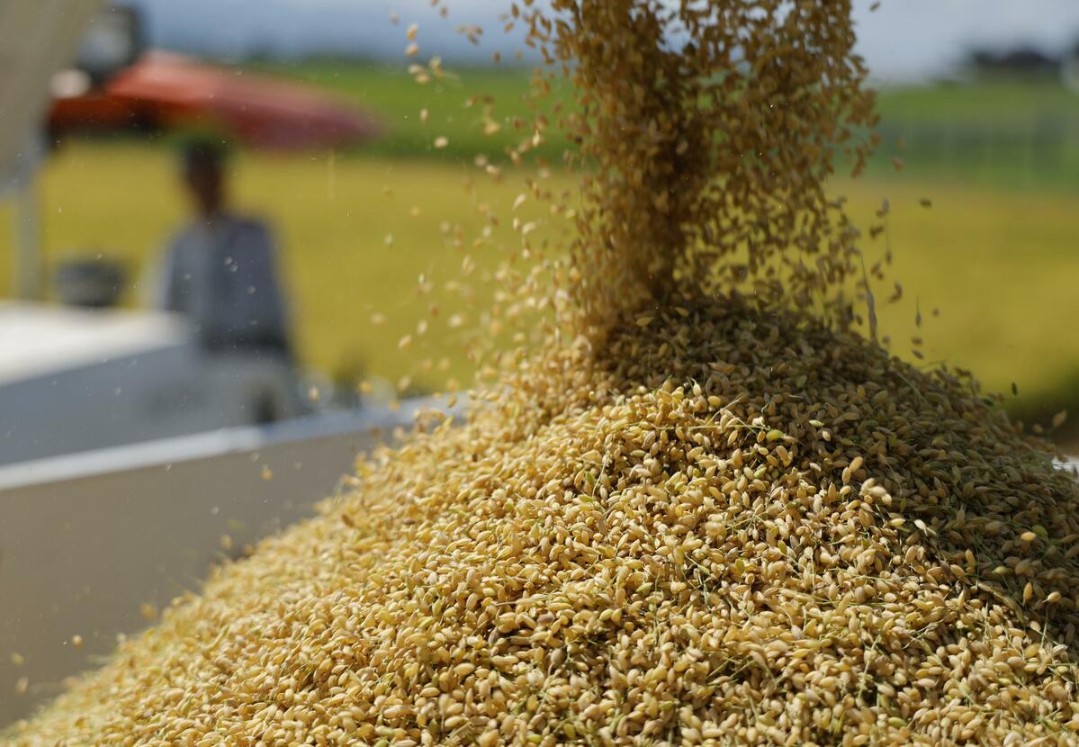 Le taux d'autosuffisance alimentaire du Japon tombe à un niveau record de 37 % au cours de l'exercice 2025