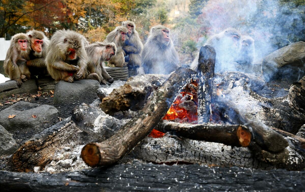 Le zoo de primates du Japon, connu pour ses singes près des feux de joie, va fermer pour rénovation