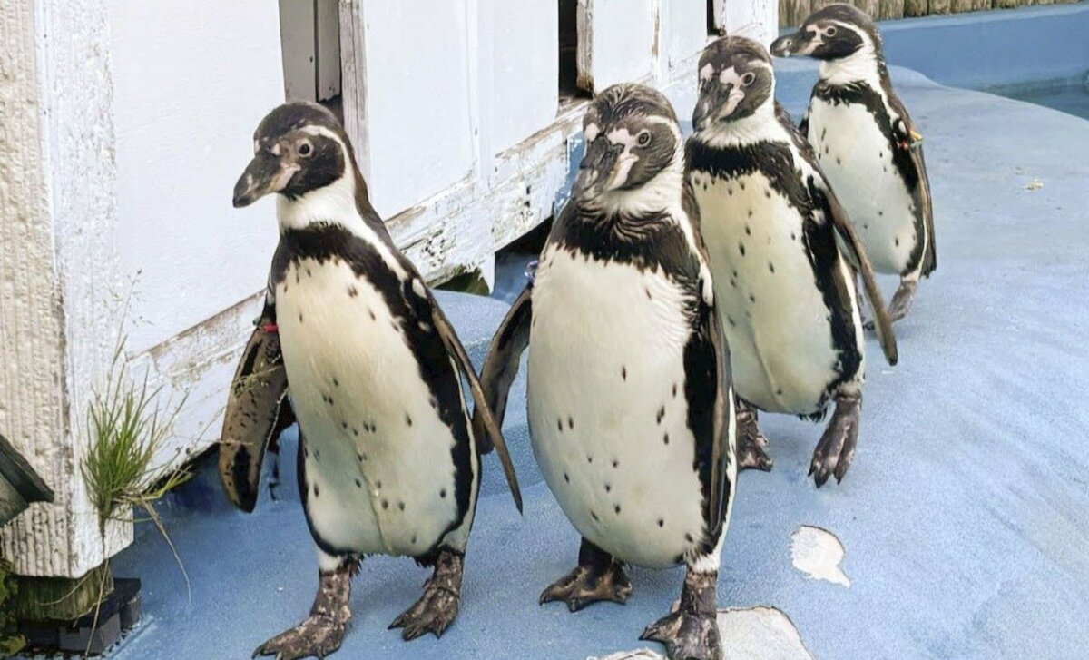 Les 4 manchots détenus dans un zoo du nord-est du Japon meurent du paludisme aviaire