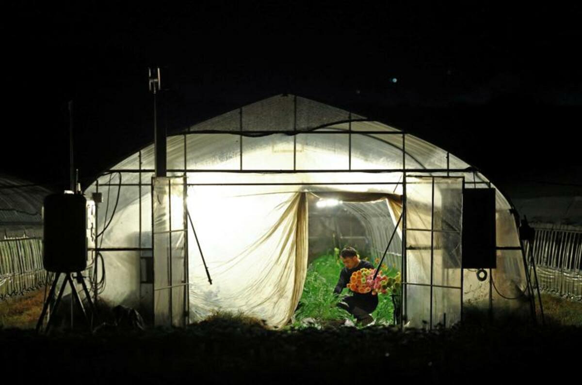 Les agriculteurs japonais deviennent nocturnes alors que la chaleur mortelle s'intensifie