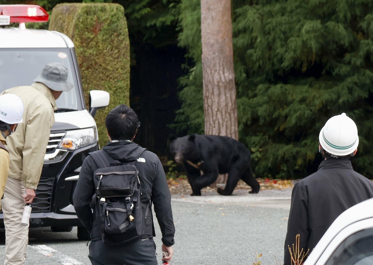 L'intensité des plaintes contre les ours met à rude épreuve plus de 40 % des municipalités japonaises