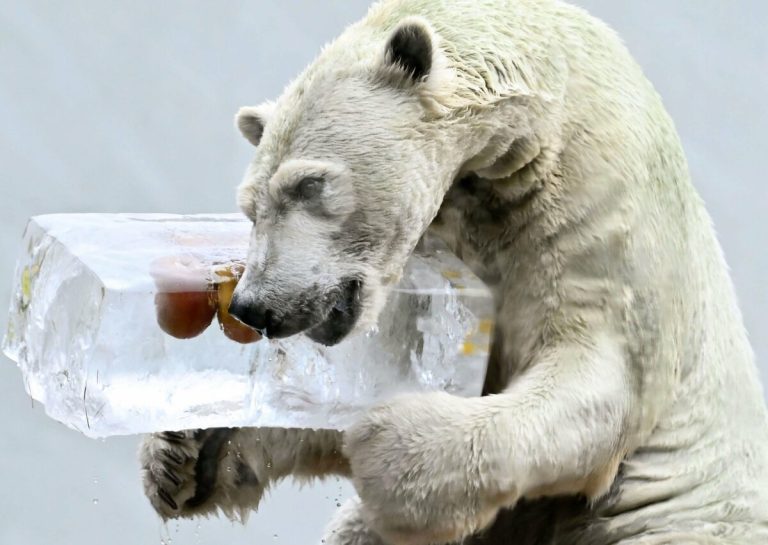 Un ours polaire se détend avec des friandises glacées au zoo de l'ouest du Japon 3 Un ours polaire se détend avec des friandises glacées au zoo de l'ouest du Japon
