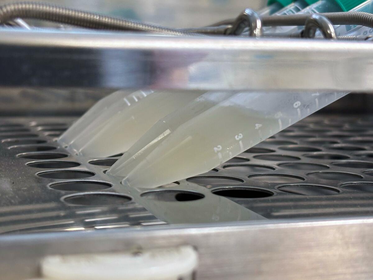Une université japonaise découvre des bactéries fluviales qui éliminent les « produits chimiques pour toujours »