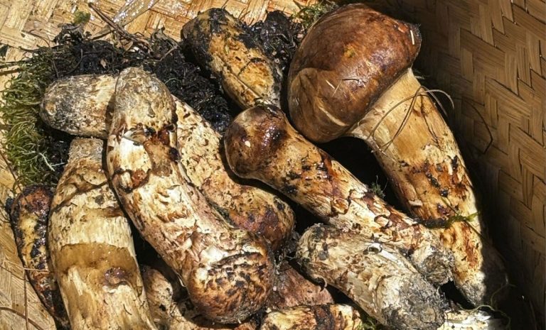 DOSSIER : Les matsutake du Bhoutan apparaissent comme un trésor caché pour les acheteurs japonais