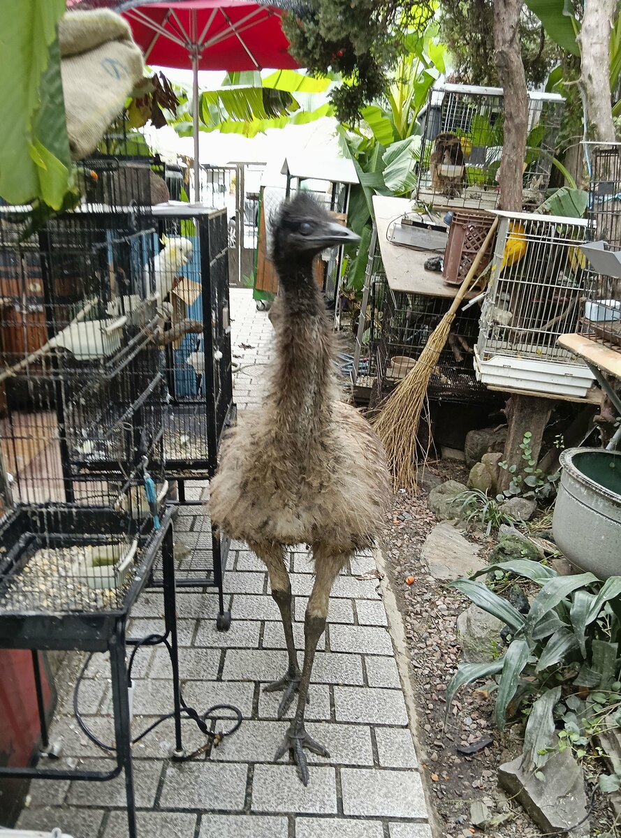 Emu s'échappe brièvement d'un zoo mobile dans l'ouest du Japon, sans être blessé
