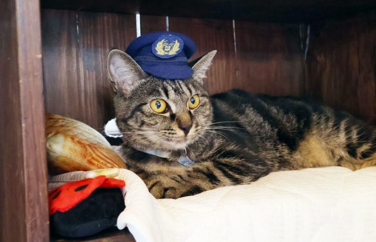 Le chef de gare Cat donne de l'espoir aux chemins de fer japonais en difficulté pour attirer les visiteurs