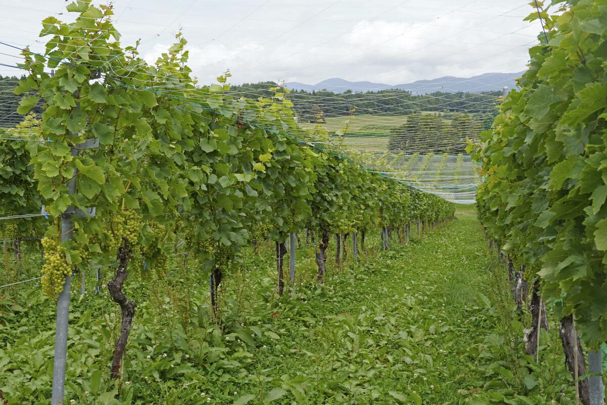 Les vignobles d'Aomori, dans le nord-est du Japon, forment un groupe pour chercher à être reconnus