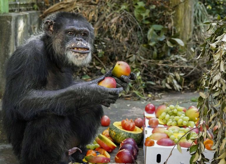 Médicaments humains pour traiter le virus de l&rsquo;hépatite C éliminé chez les chimpanzés : étude japonaise