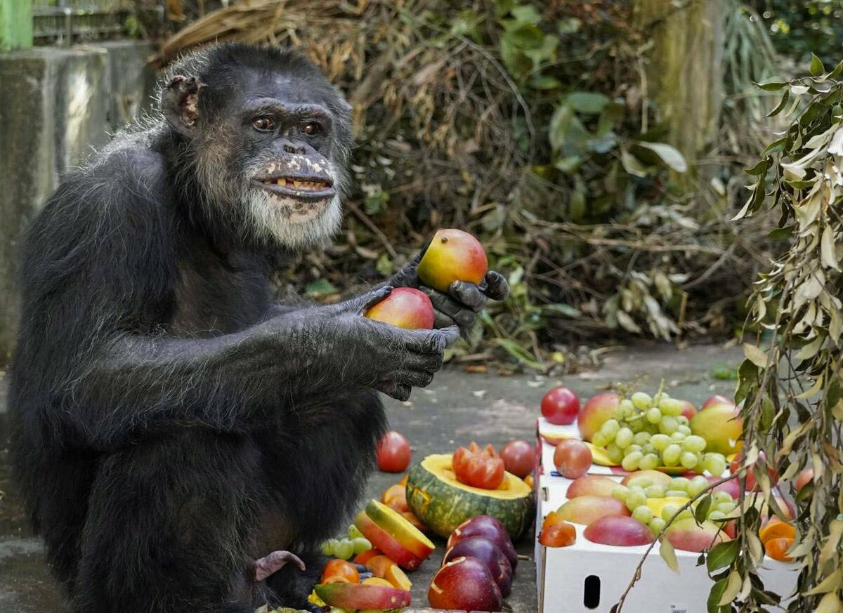 Médicaments humains pour traiter le virus de l'hépatite C éliminé chez les chimpanzés : étude japonaise