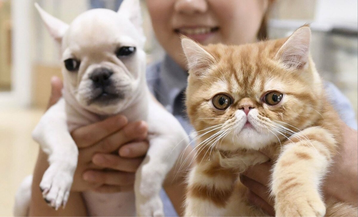 Moins de 30 % des propriétaires d'animaux de compagnie au Japon stockent des fournitures pour leurs chiens et chats.