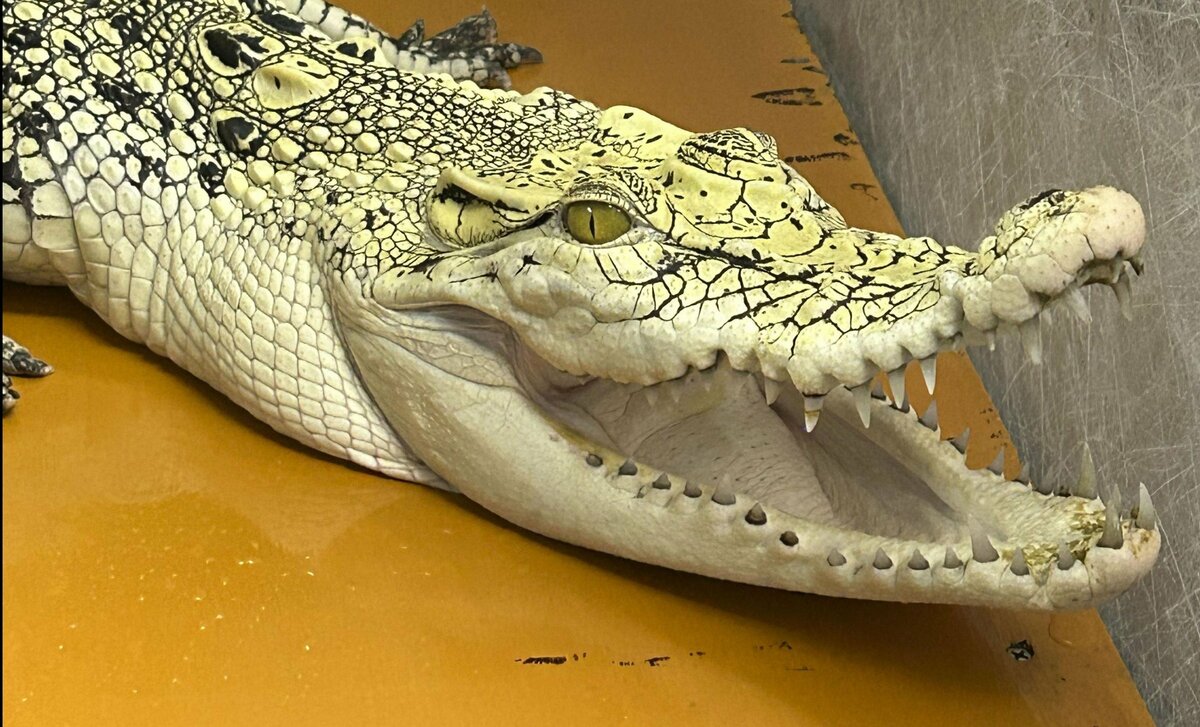 Un homme d'Osaka détenu pour avoir gardé un crocodile d'eau salée sans autorisation