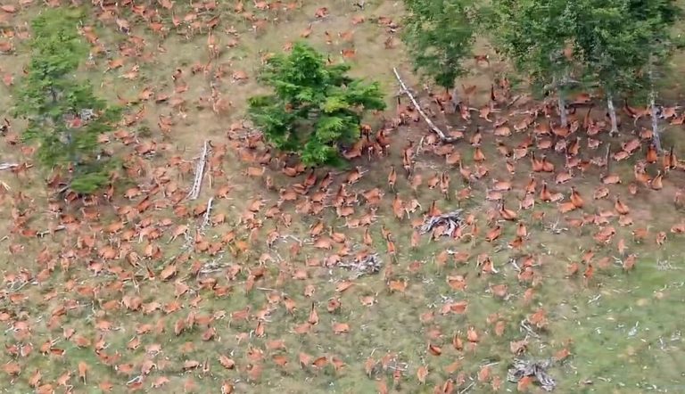 Un troupeau de cerfs découvert dans les Alpes du Sud du Japon suscite des inquiétudes concernant l'écosystème
