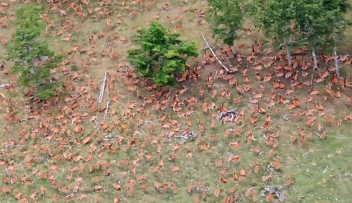 Un troupeau de cerfs découvert dans les Alpes du Sud du Japon suscite des inquiétudes concernant l'écosystème