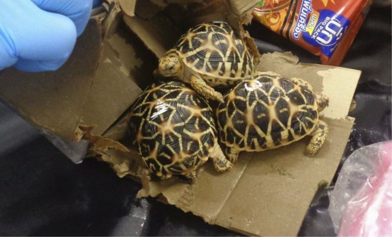 3 personnes arrêtées pour tentative présumée de faire passer clandestinement des tortues rares depuis la Thaïlande