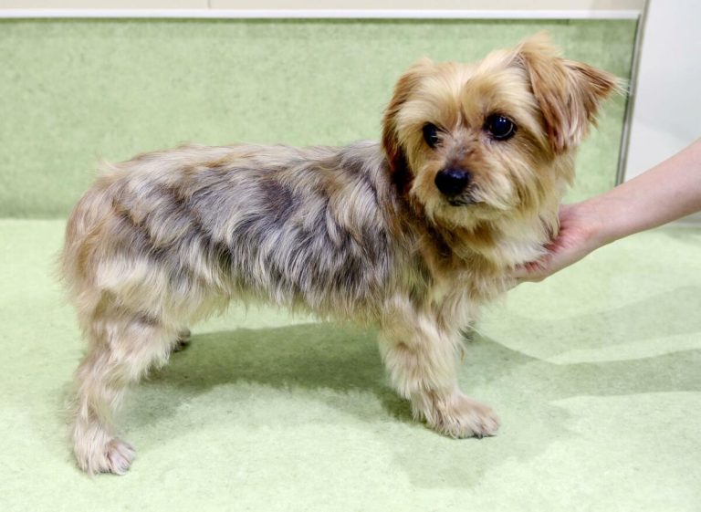 DOSSIER : Le Japon se tourne vers les cellules souches alors que les vétérinaires luttent contre la pénurie de sang pour les chiens
