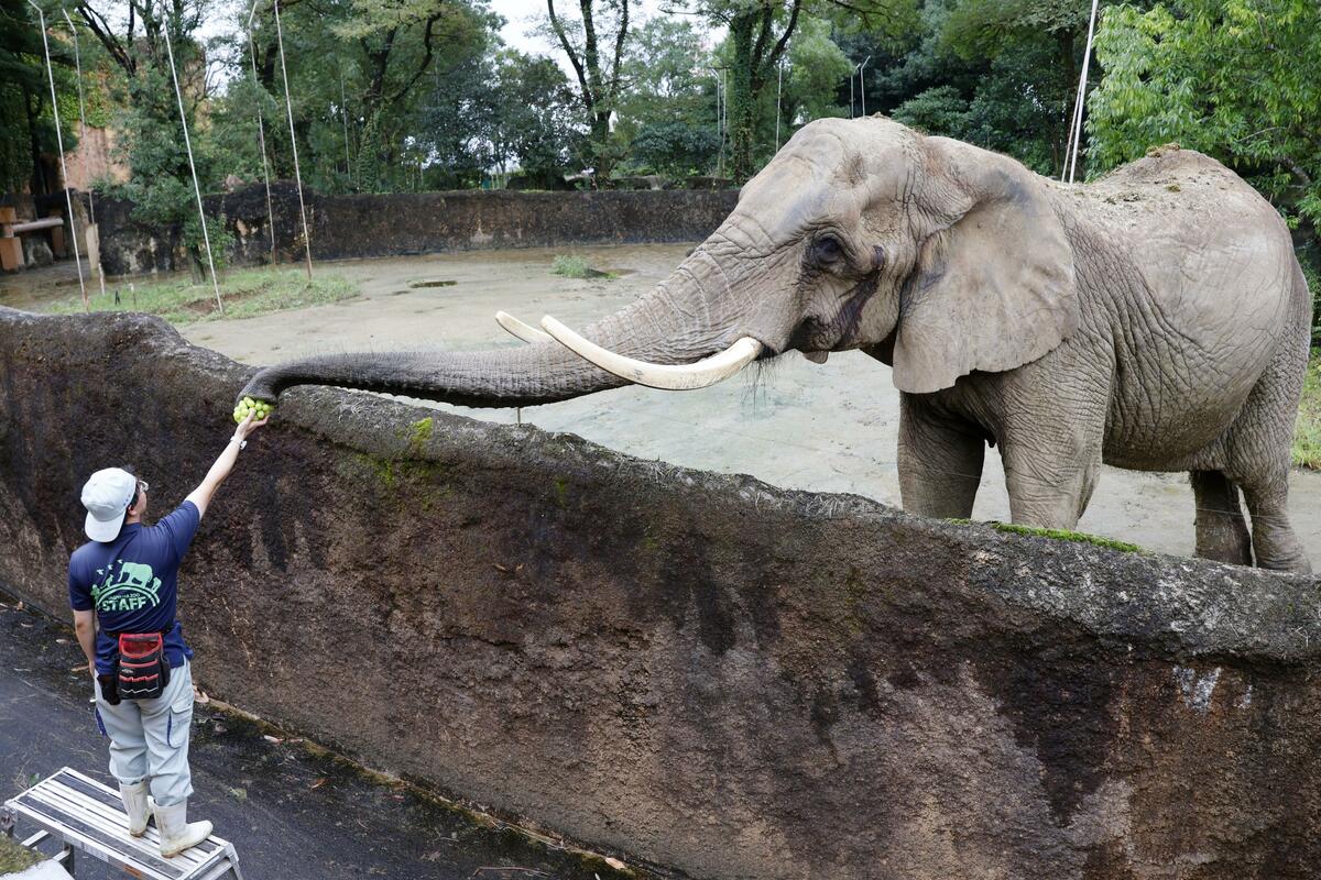 DOSSIER : Les tailleurs du zoo de Sendai s'occupent du plus vieil éléphant d'Afrique du Japon