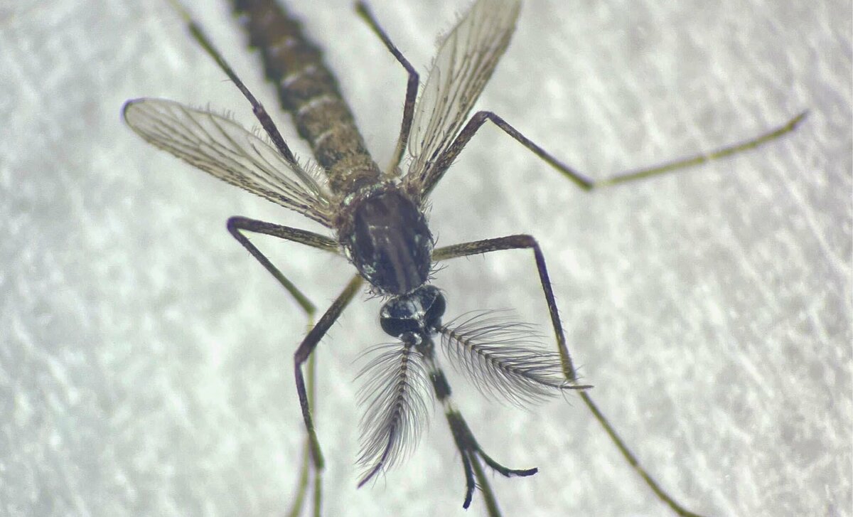 Des chercheurs identifient le gène clé de l'accouplement des moustiques de la fièvre jaune