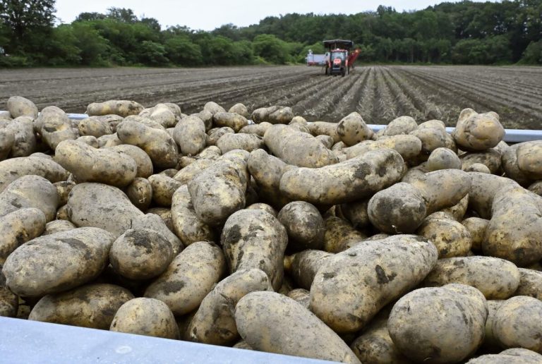 La décision du Japon de lever l'interdiction sur les importations de pommes de terre fraîches américaines pourrait intervenir plus tôt