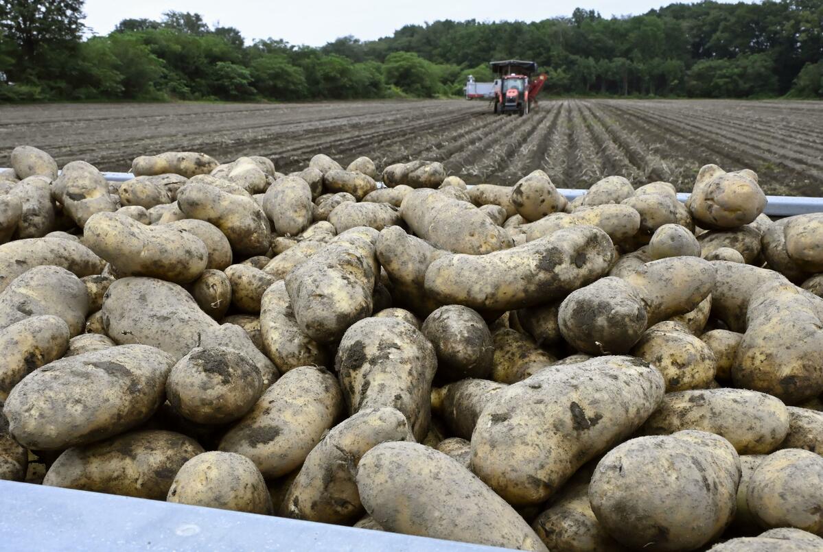 La décision du Japon de lever l'interdiction sur les importations de pommes de terre fraîches américaines pourrait intervenir plus tôt