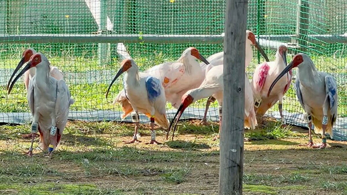 Le Japon lâche 9 ibis huppés à l'état sauvage, pour la deuxième fois sur l'île principale