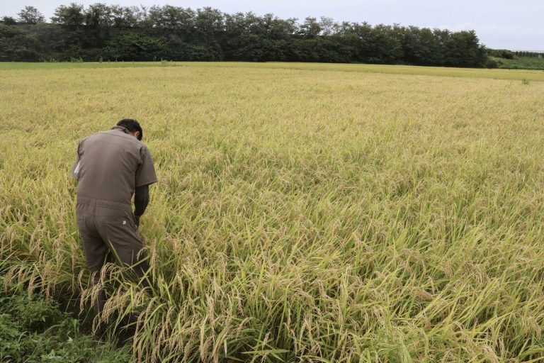 Le gouvernement japonais envisage de racheter 100 000 tonnes supplémentaires de riz pour ses réserves 3 Le gouvernement japonais envisage de racheter 100 000 tonnes supplémentaires de riz pour ses réserves