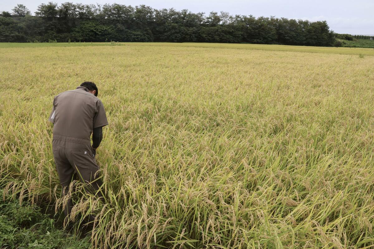 Le gouvernement japonais envisage de racheter 100 000 tonnes supplémentaires de riz pour ses réserves