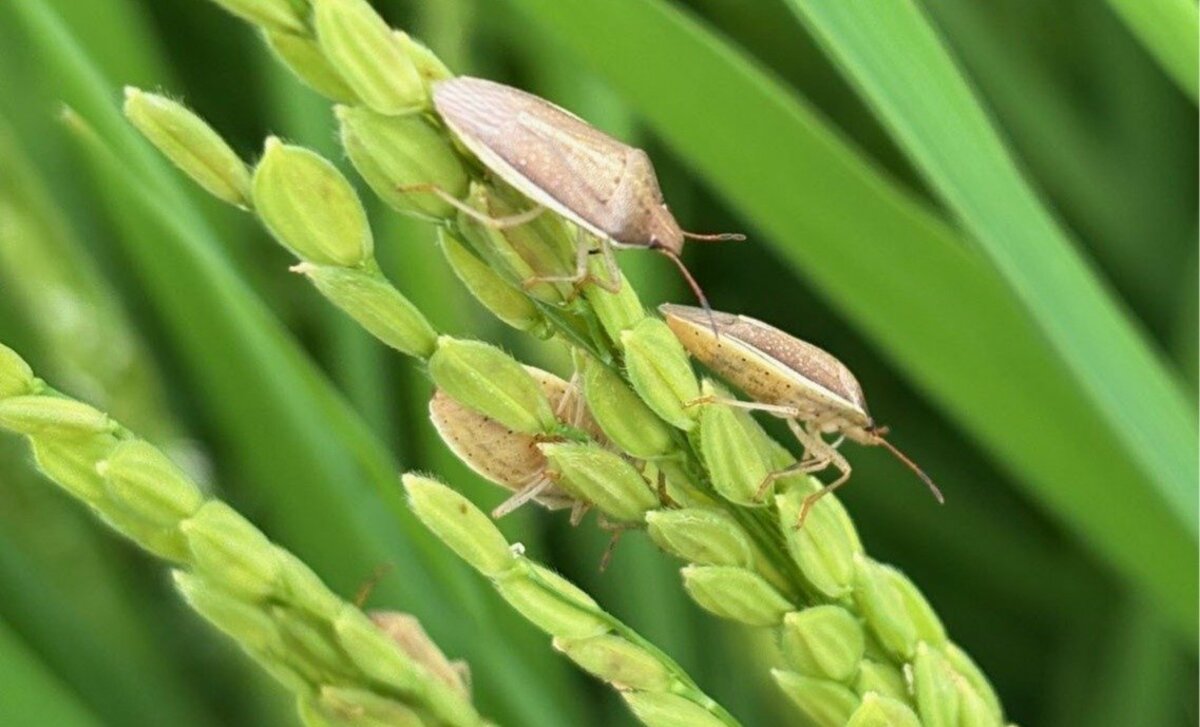 Les punaises du riz se propagent dans 37 préfectures du Japon alors que les dégâts augmentent