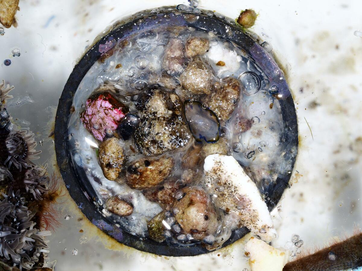 Un bouchon de bouteille trouvé au large des côtes japonaises transportait un écosystème marin des Philippines