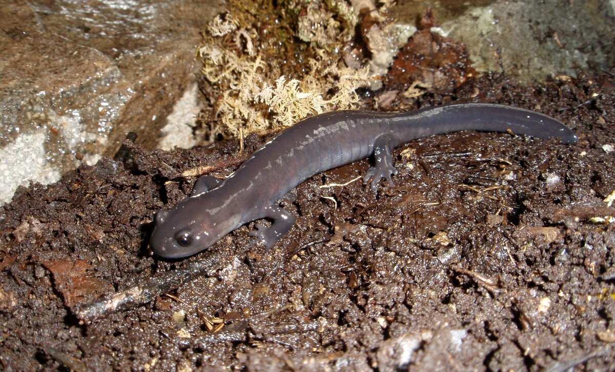 Un zoo japonais élève avec succès pour la première fois des salamandres rares
