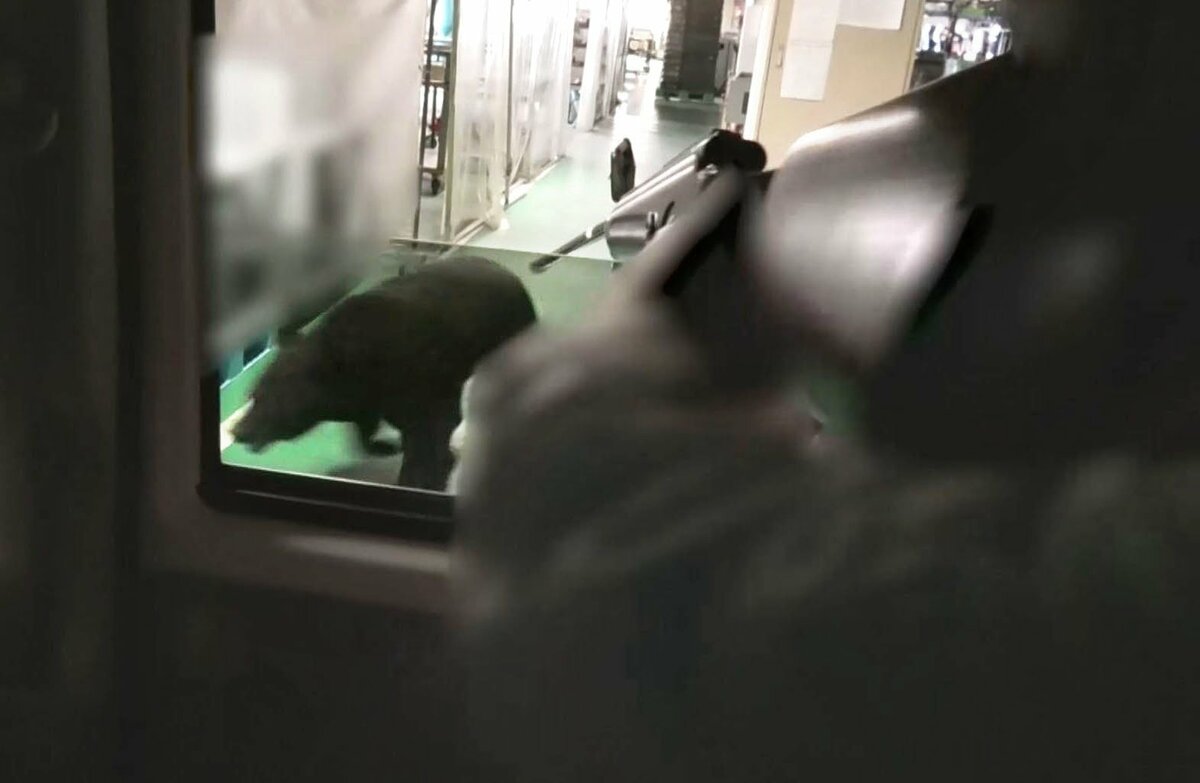 Une vidéo montre qu'un tranquillisant ne parvient pas à maîtriser un ours lors du déchaînement d'une usine au Japon