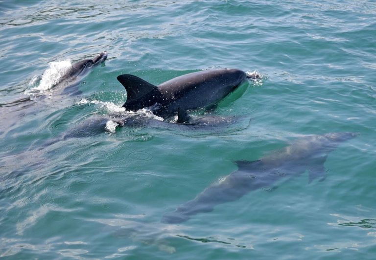Une ville japonaise et la banque MUFG vont lancer une étude par satellite sur les dauphins locaux